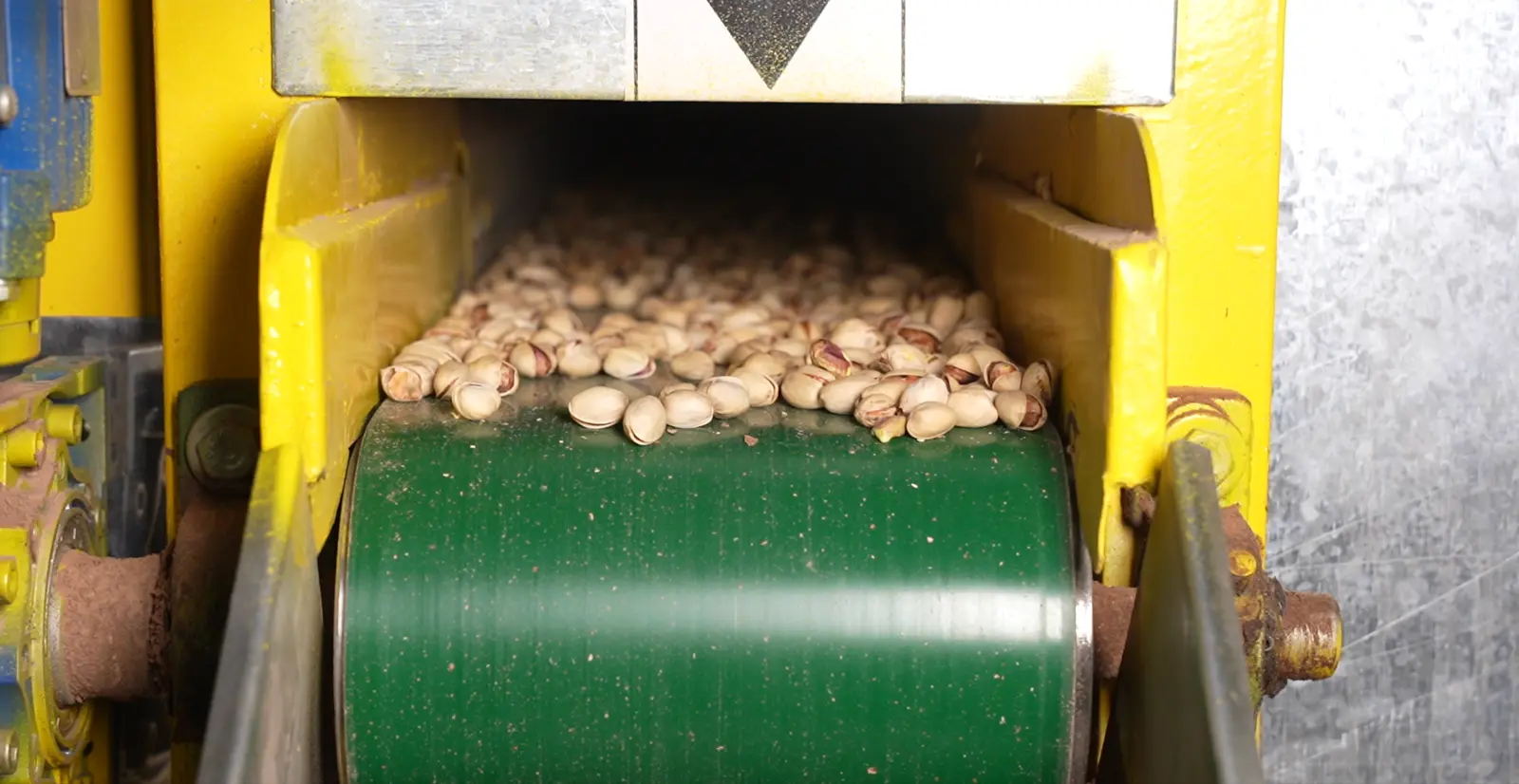 In-shell pistachios on a green conveyor belt