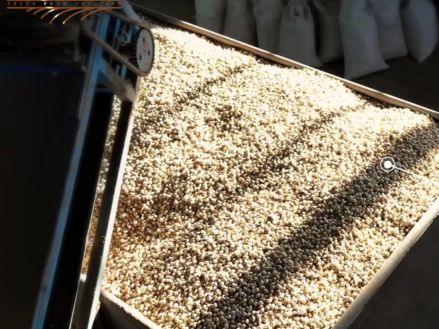 Closed-shell pistachios in a stainless tray during water cracking