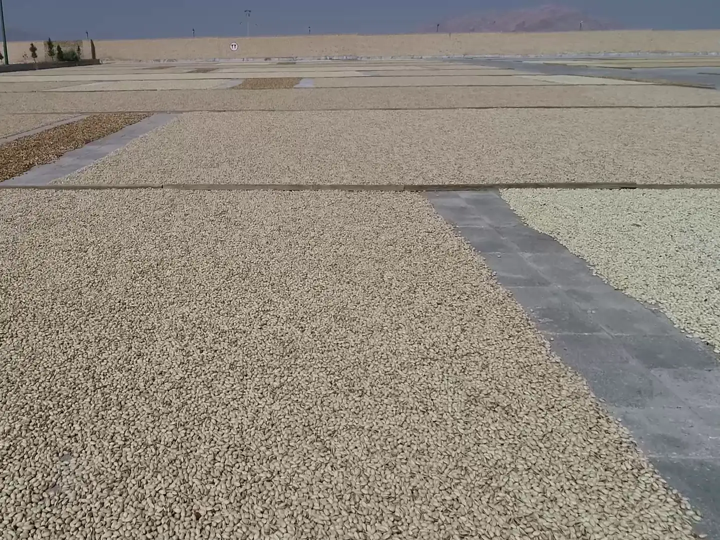 In-shell pistachios spread in wide strips on the drying yard