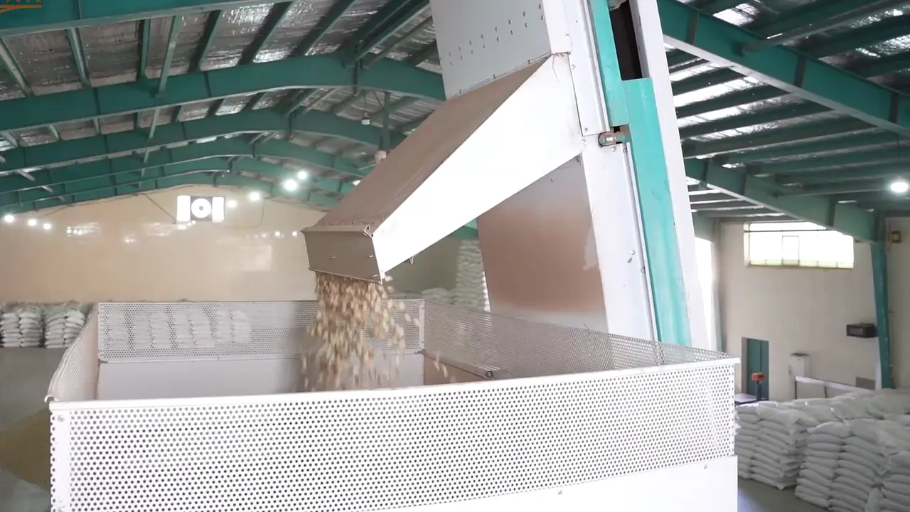 In-shell pistachios pouring from a conveyor into a bin in the factory hall