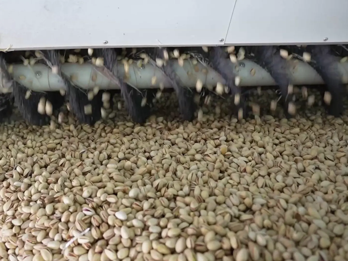 In-shell pistachios falling from a size-grading machine